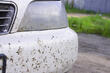 Så tar du snabbt bort insektsrester från bilen foto 1
