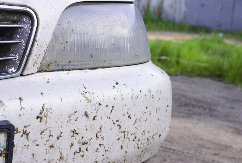 Så tar du snabbt bort insektsrester från bilen