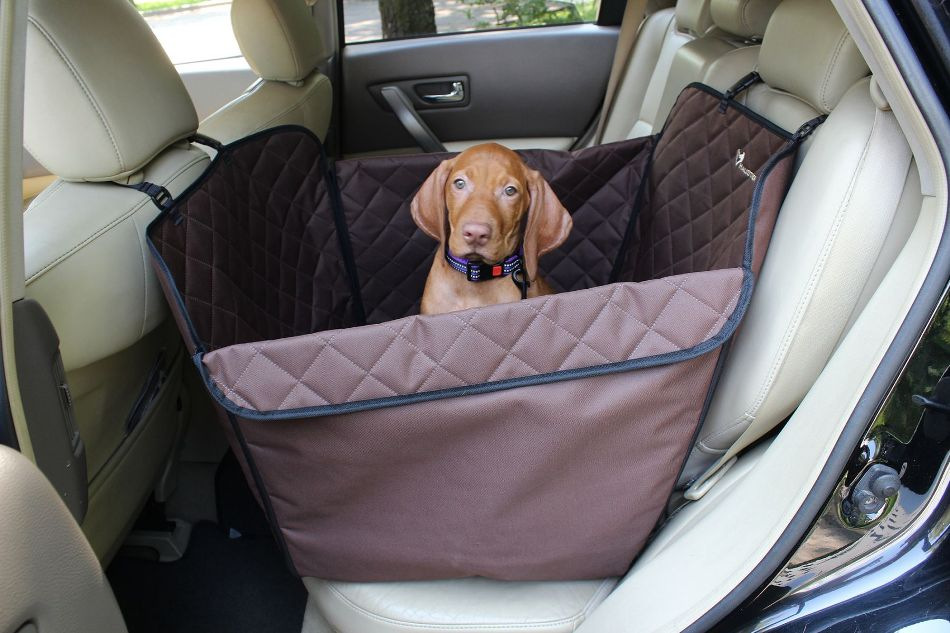 Så transporterar du hunden säkert i bilen: råd och tips