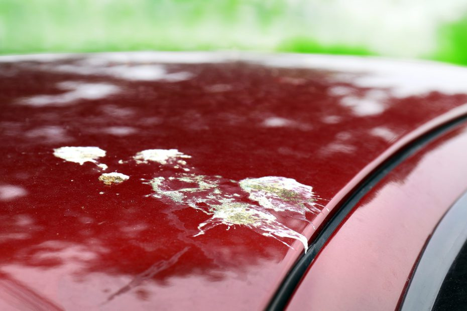Fågelspillning på bilen: så tar du bort utan lackskador